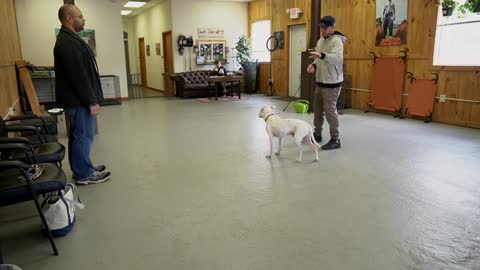 Extremely Reactive Pitbull + Leash Reactive Dog Training!