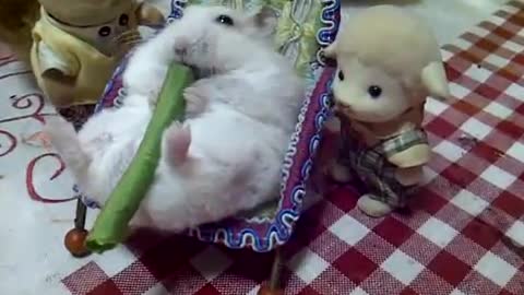 Lazy hamster contently munches on celery