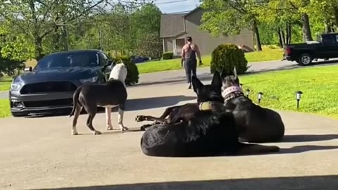 A well train " GUARD DOG"