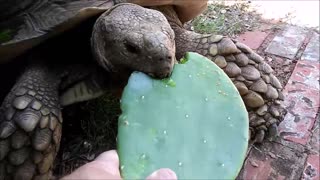 🐢 𝕋𝕠𝕟𝕜𝕒 ℕ𝕠𝕞 ℕ𝕠𝕞 ❤