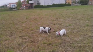 French Bulldog puppy takes her dad for a walk