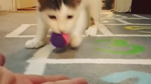 White cat plays fetch with blue ball