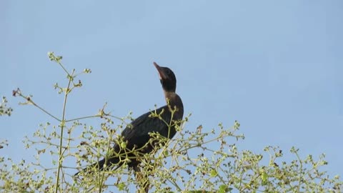 Little Cormorant bird drying body with sun