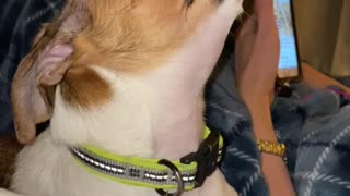 Puppy learns to say I love you