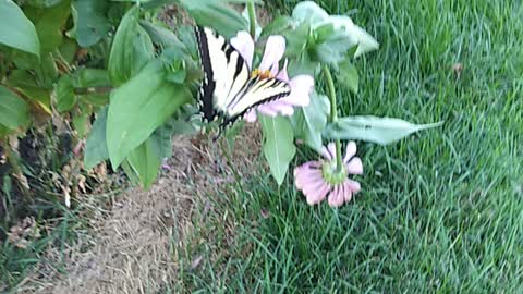 Swallowtail butterfly 1