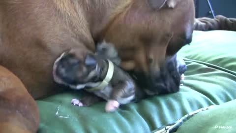 Dog Has Amazing Birth While