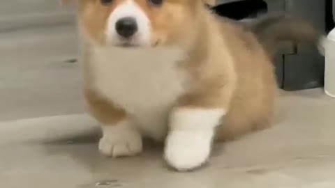 See this cute dog