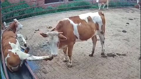 Vaca faz bullying com outra vaca e esta acaba salva pelo seu tratador