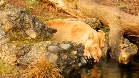 Lioness drinks water before other animals arrive