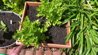 Garden Goodies And A Meal...