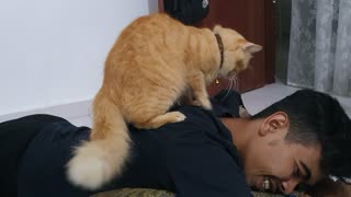 Cute Cat Gives Man a Shoulder Massage