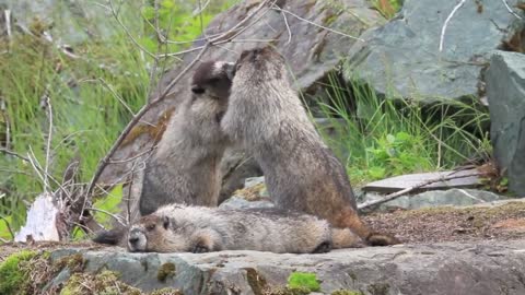 Video Of Marmots Fighting And Playing