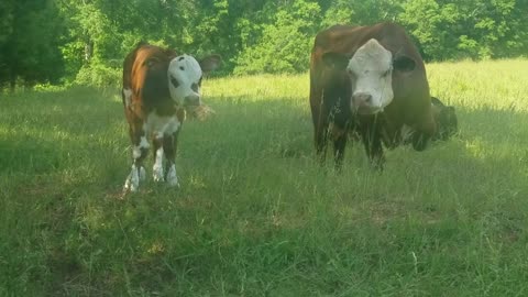 Cute calf and mother