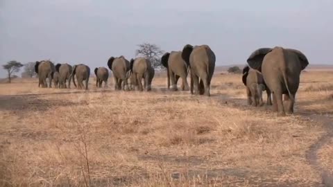 Elephant water drinking wilder video 2022