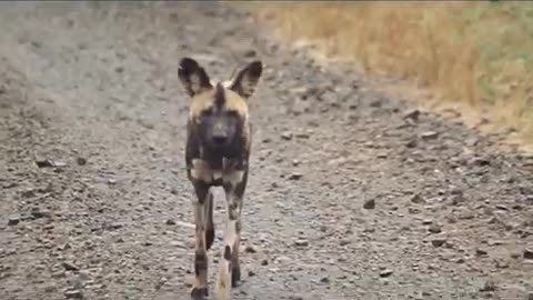 The inspiring story of Africa's Wild dogs_Cut.mp4