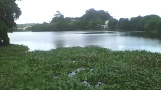 Um lindo açude filmado do lado esquerdo da cidade, há plantas e peixes [Nature & Animals]