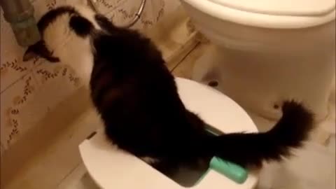 How to Train your Cat to use the Toilet SUPER EASY!!!