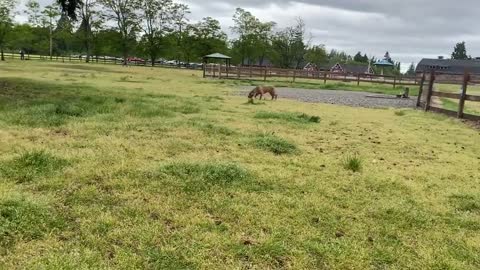 German Shepherd Attacks Pitbull