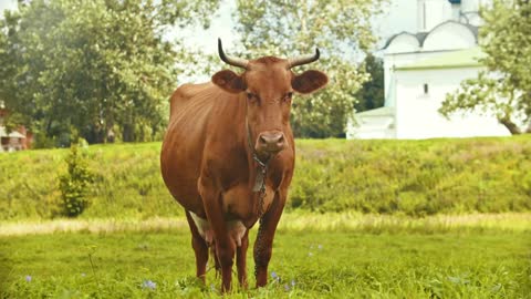 A domestic cow graze on the field in the village - Suzdal, Russia