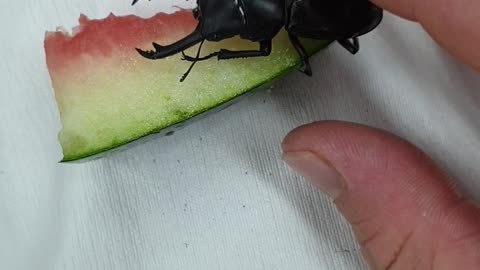 The powerful power of stag beetles.