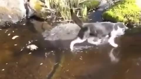 funny cat catching fish in ice