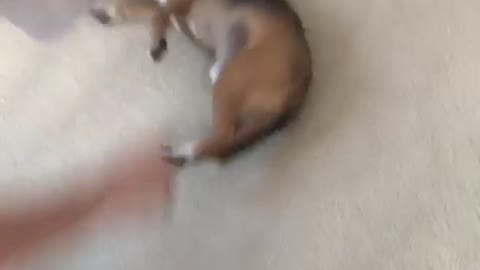 Brown dog spinning in circles