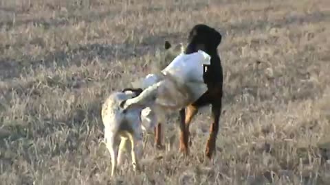Trash wars. Doberman Pinscher vs Australian cattle dog.