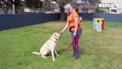 FREE DOG TRAINING 2021 – How to teach your dog to sit and drop
