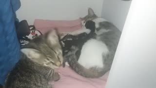 My cats