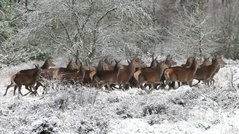 a herd of deer running as fast as the wind