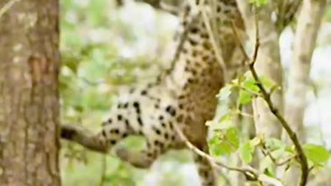 Leopard Hunt monkey on tree