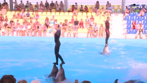 Dolphins live show. Public enjoying the show