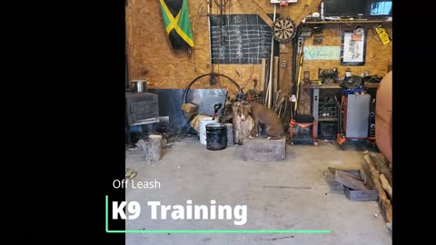 Canine TRAINING | OFF LEASH K9 TRAINING