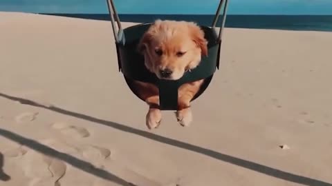 Funniest Cutest Golden Retriever Puppies 30 Minutes of Funny Puppy Videos