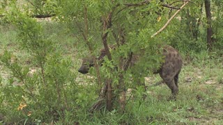 Hyena Fight Ends with Severed Ear