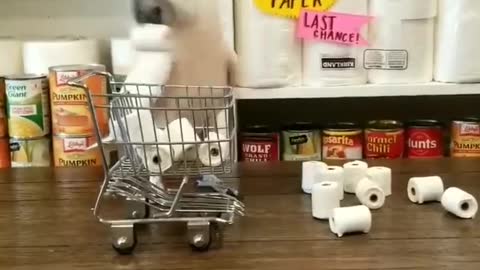 Bird hoarding toilet paper