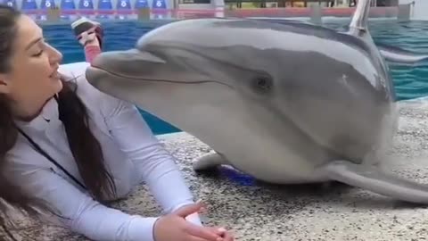 Smart dolphin