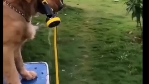 Dogs action funny when his father take a sauoar on his head💥💥💥