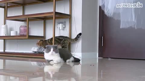 Cats Try To Escape Traps!!