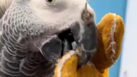 Save the life of cute parrot .