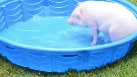A Piglet to make your day!