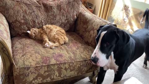 Great Dane complains the cat is napping on her chair