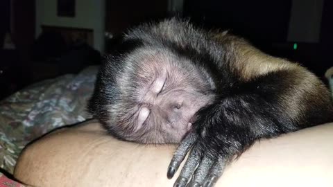 Watch as a Capuchin Monkey Says "Night, Night" Before Going to Sleep!