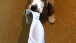 Dog plays tug of war with owner with bra