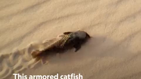 Fish searching for water in desert