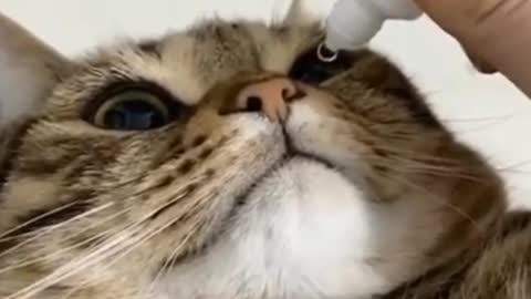 Dropping eye drop in my cat eye - Funny and interesting cat - Must Watch