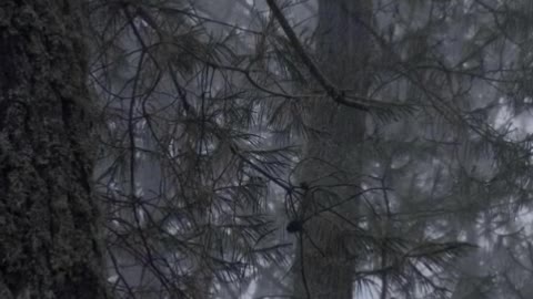 Gloomy forest full of trees during a rainy afternoon