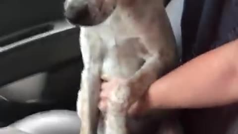 puppy thanks woman after being rescued