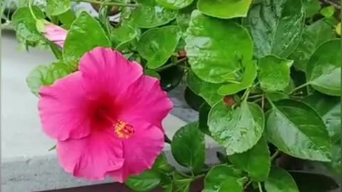 Pink Flower Hibiscus