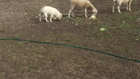 Bulldog thinks she is a sheep